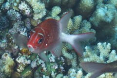 Sargocentron caudimaculatum
