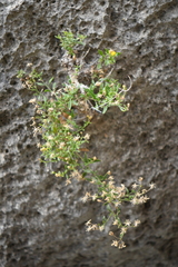 Perityle angustifolia