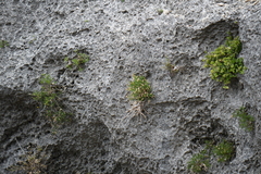 Perityle angustifolia