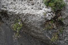 Perityle angustifolia