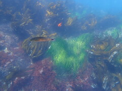 Halichoeres californicus