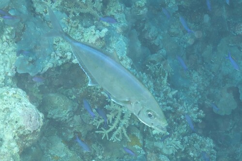 Barcheek trevally (Carangoides plagiotaenia) — Carangidae — 4