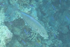 Craterognathus plagiotaenia