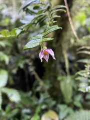 Solanum evolvulifolium