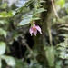 Solanum evolvulifolium - Photo (c) Alisson Fierro-Minda, algunos derechos reservados (CC BY-NC), subido por Alisson Fierro-Minda