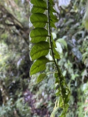 Solanum evolvulifolium