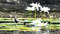 Irediparra gallinacea