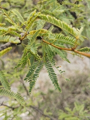 Prosopis tamaulipana