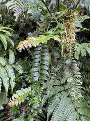 Solanum evolvulifolium