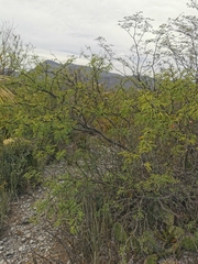 Prosopis tamaulipana