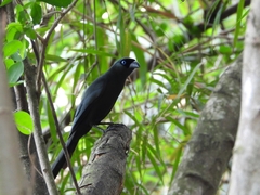Crypsirina temia