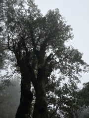 Trochodendron aralioides