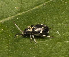 Ptinus