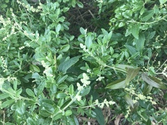 Rhagodia candolleana