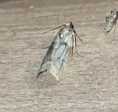 Acrobasis angusella