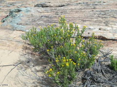 Oedera sedifolia