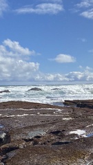 Thinornis cucullatus