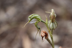 Pterostylis planulata