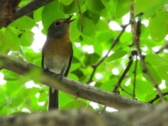Cyornis hainanus