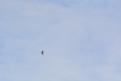 Gallinago gallinago