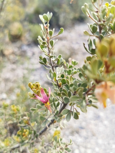 Image of Krameria cytisoides by (c) M. Socorro González Elizondo, some rights reserved (CC BY-SA)