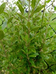Rhagodia candolleana