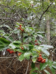 Photinia niitakayamensis