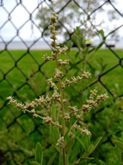 Rhagodia candolleana