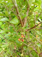 Rhagodia candolleana