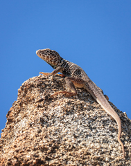 Crotaphytus vestigium