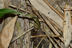Tainia dunnii