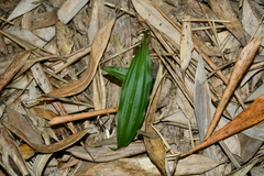 Tainia dunnii