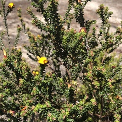 Pultenaea scabra
