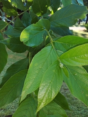 Combretum erythrophyllum