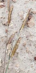 Bouteloua barbata