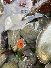Anthopleura artemisia