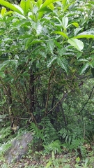 Melicope semecarpifolia