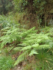 Pteris wallichiana