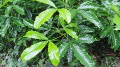 Melicope semecarpifolia