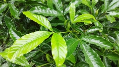 Melicope semecarpifolia