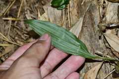 Tainia dunnii