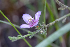 Cyanothamnus coerulescens