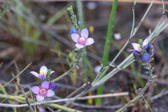 Cyanothamnus coerulescens
