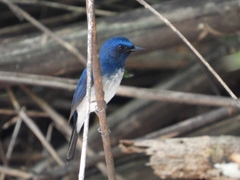 Cyornis hainanus