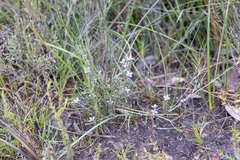 Cyanothamnus coerulescens