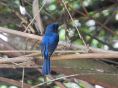 Cyornis hainanus