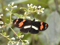 Heliconius telesiphe
