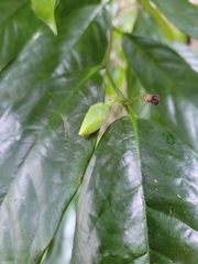 Anaxagorea javanica, photograph (c) Keenan Pepper, some rights reserved (CC BY)