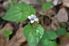 Viola ocellata