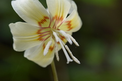 Erythronium